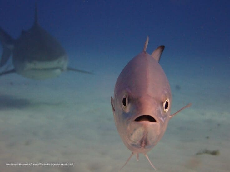 Comedy Wildlife Photography Awards 2019 Finalists!